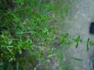 Galium nuttallii Leaf